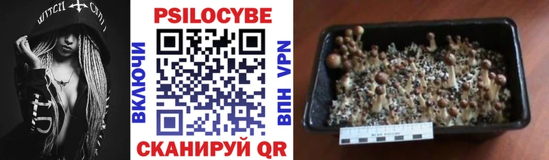 Псилоцибиновые грибы Psilocybine cubensis  Артёмовск 